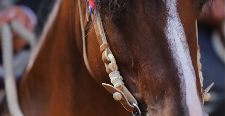Club La Reina tiene su cierre de temporada chica en la Medialuna Las Condes