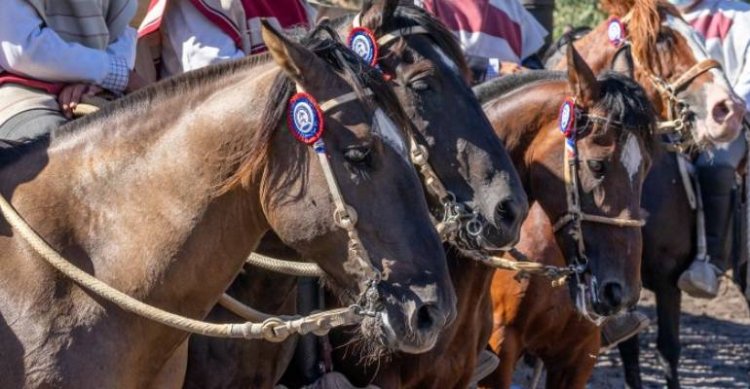 La Medialuna de Ovalle recibe un atractiva fiesta huasa de Limarí